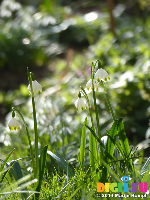 FZ003337 Spring snowflake (Leucojum vernum)